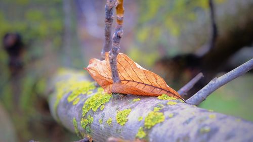 Close-up of autumn leaves on tree trunk