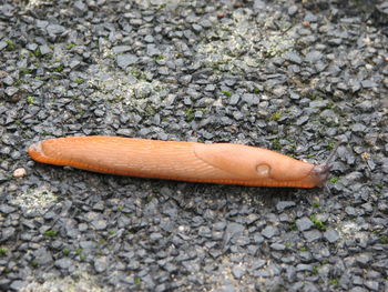 Close-up of a lizard on ground