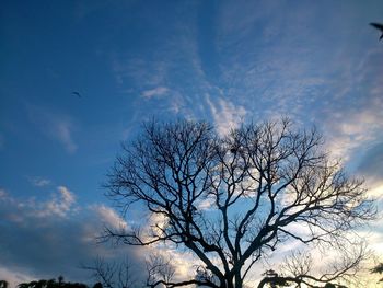 Low angle view of silhouette tree against sky