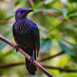 Close-up of bird perching on branch