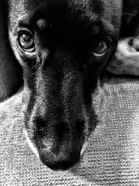 Close-up portrait of dog at home