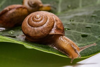 Close-up of snail