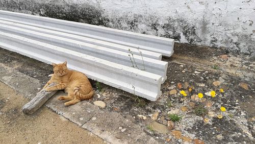 Ginger cat on ground