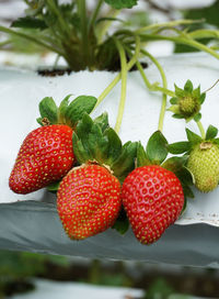 Close-up of strawberries