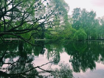 Reflection of trees in lake