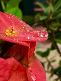 Close-up of insect on red flower