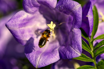 Close-up of bee on purple flower