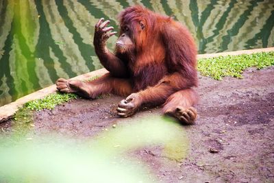 Close-up of monkey sitting in zoo