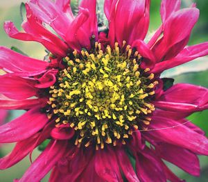 Close-up of fresh pink flower blooming outdoors