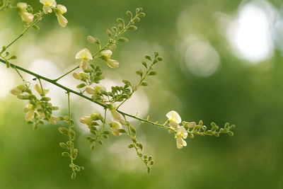 Close-up of flowering plant