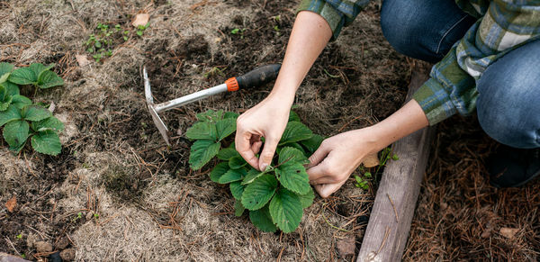 High angle view of woman hand holding plants