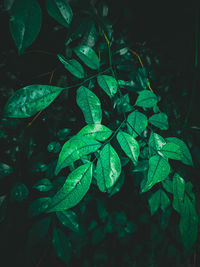 Close-up of wet leaves on plant