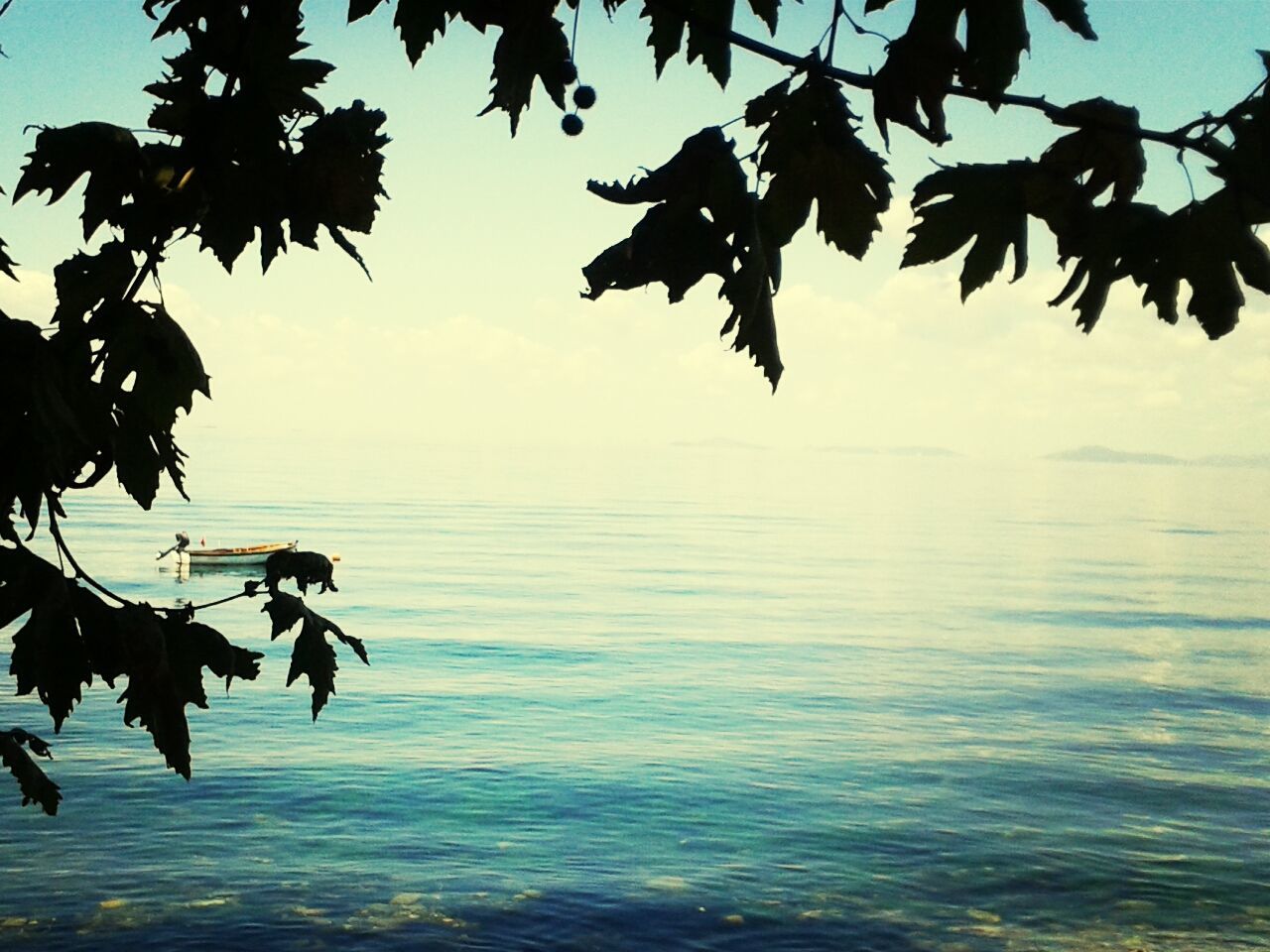 water, tranquility, waterfront, tree, sea, tranquil scene, beauty in nature, scenics, branch, sky, nature, horizon over water, rippled, lake, leaf, idyllic, blue, clear sky, outdoors, reflection