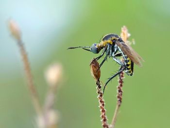 Close-up of insect on plant