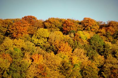 Autumn trees in forest against sky