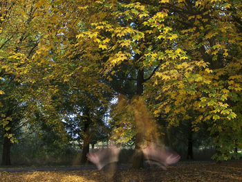 Trees in park during autumn