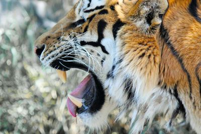 Close-up of tiger yawning