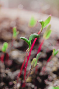 Close-up of flower buds growing outdoors