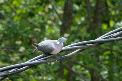 Close-up of bird perching on tree