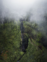 Trees in forest in the jungle with a waterfall