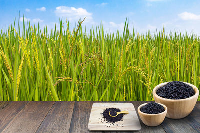 Crops growing on field against sky