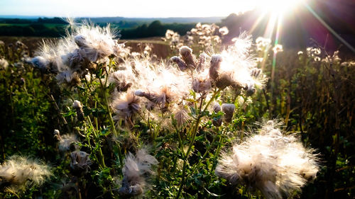 Close-up of flowers growing in field