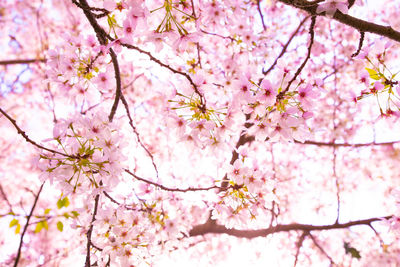 Low angle view of cherry blossom