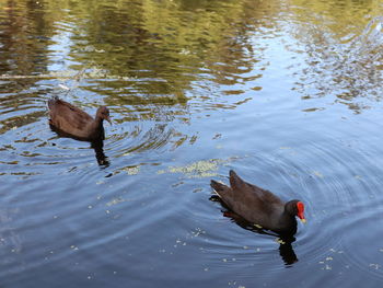 High angle view of ducks swimming in lake