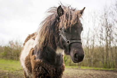 Close-up of a horse on field
