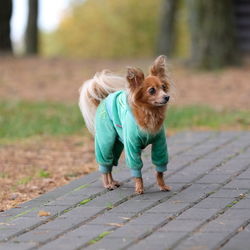 Russian long hair toy terrier autumn walk outdoor