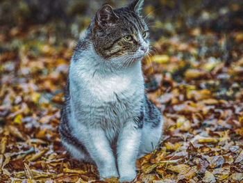 Cat looking away while sitting on field