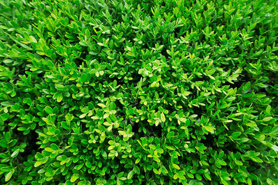 Full frame shot of fresh green plants