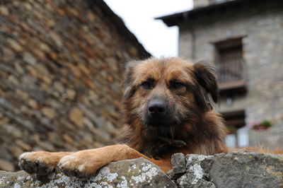 Portrait of dog