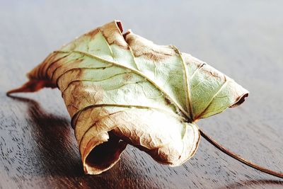 Close-up of leaf on table