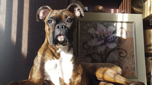 Close-up portrait of dog