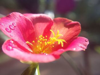 Close-up of pink day lily blooming outdoors