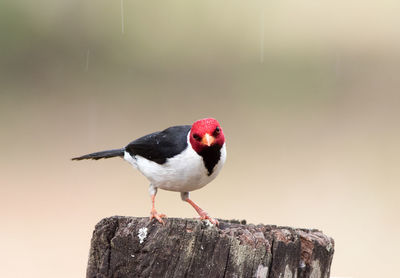 Close-up of bird perching on wood