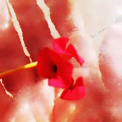 Close-up of red rose