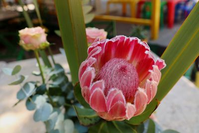 Close-up of pink rose flower