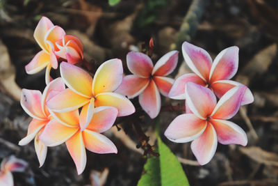 Close-up of pink flowers