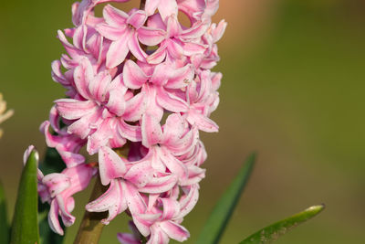 Close up of a pink hyacinth flower in bloom