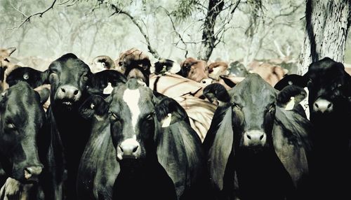 Close-up of cattle herd