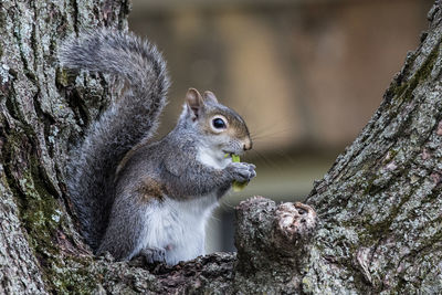 Close-up of squirrel on tree trunk