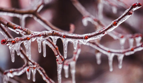 Close-up of icicles on branch during winter