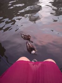 High angle view of ducks swimming in lake