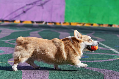 Side view of a dog looking away