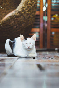 White cat sitting on table