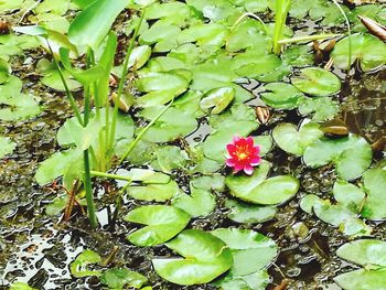 High angle view of flowering plants in lake