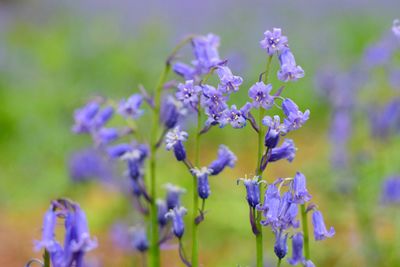 Close-up of purple flowers