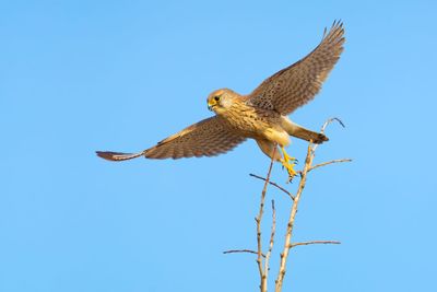 Low angle view of eagle flying